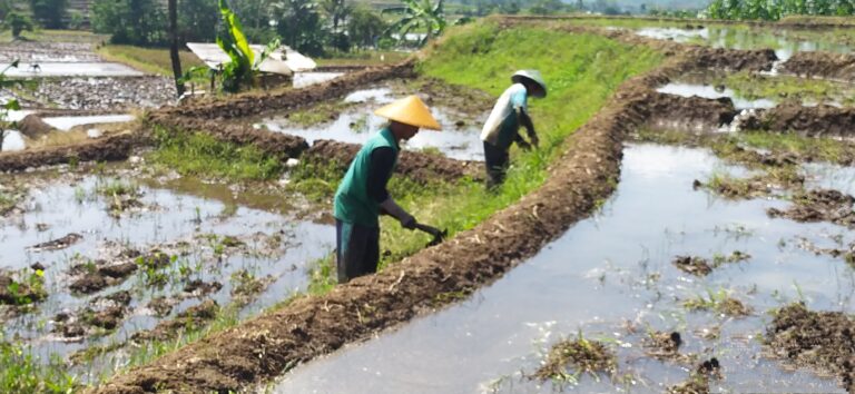 Di Balik Hamparan Sawah, Tersimpan Harapan Besar Petani di Kabupaten Pemalang 
